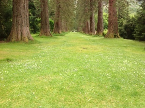 Redwood lawn