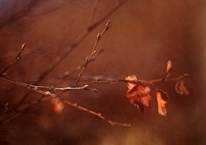 autumn birch